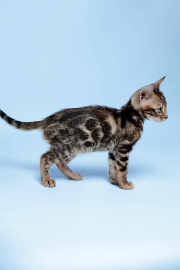 Edward | Bengal Kitten