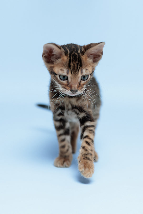 Edward | Bengal Kitten