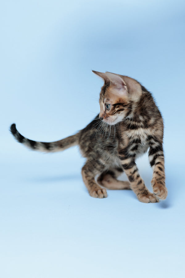 Edward | Bengal Kitten