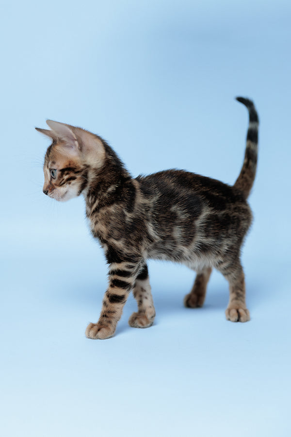Edward | Bengal Kitten