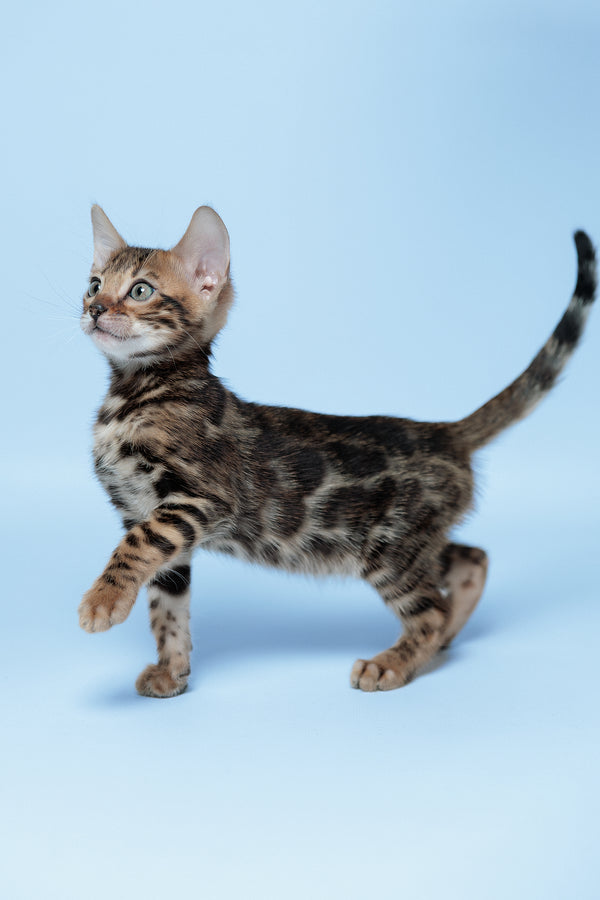 Edward | Bengal Kitten