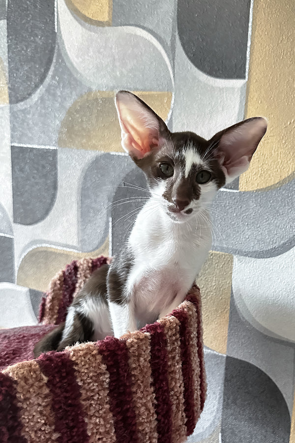 Malva | Oriental Shorthair Kitten
