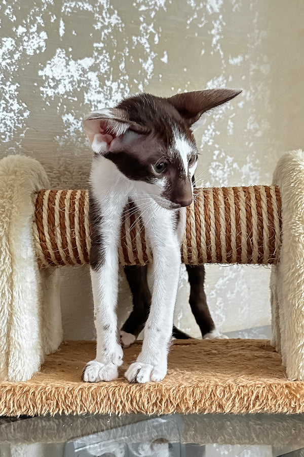 Malva | Oriental Shorthair Kitten