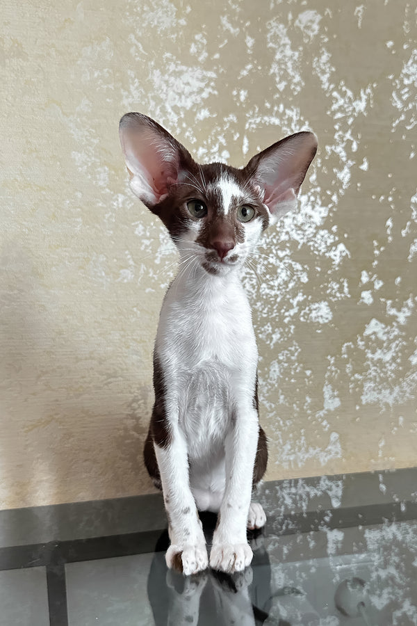 Malva | Oriental Shorthair Kitten