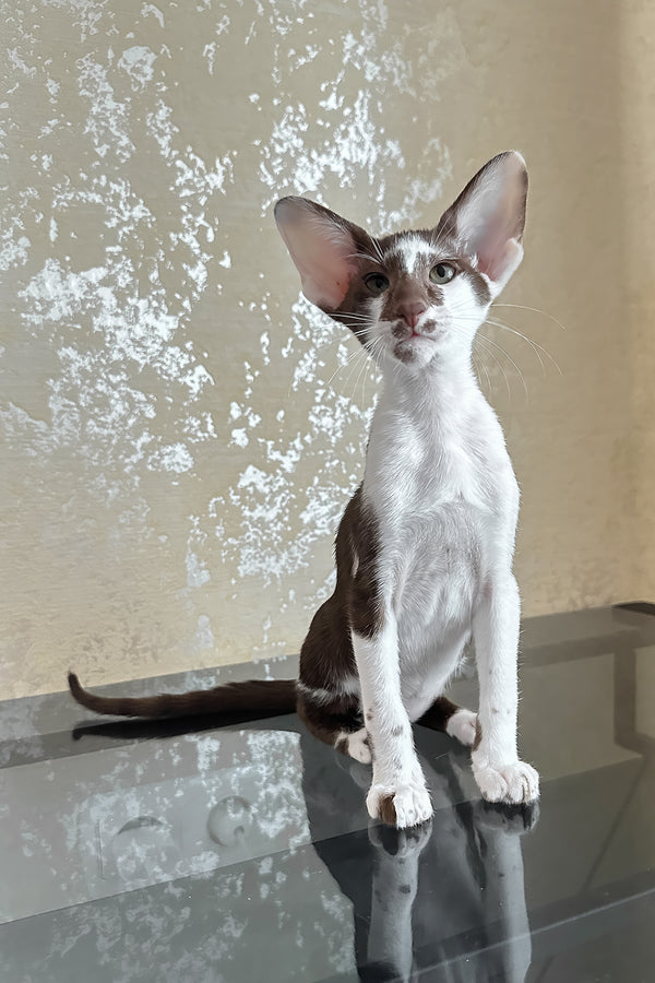 Malva | Oriental Shorthair Kitten