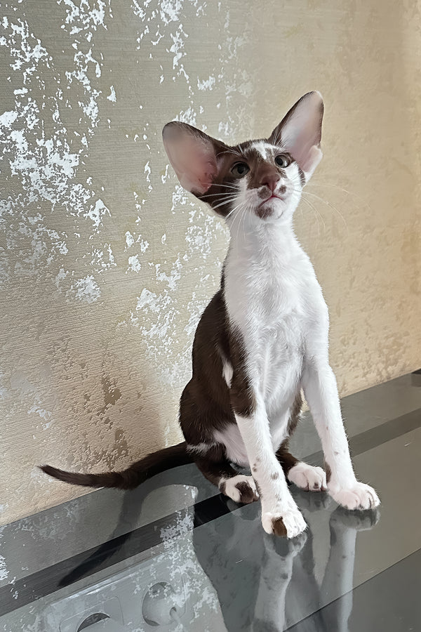 Malva | Oriental Shorthair Kitten