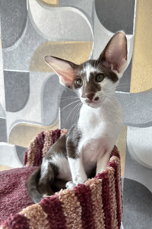 Malva | Oriental Shorthair Kitten