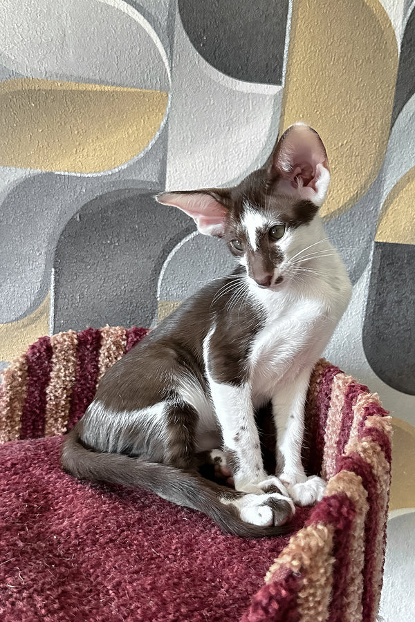 Malva | Oriental Shorthair Kitten