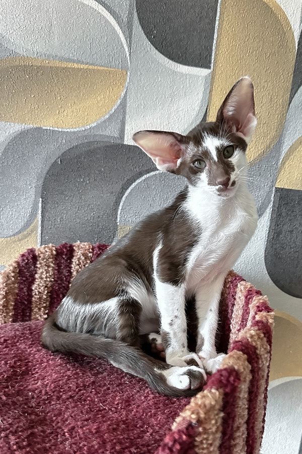 Malva | Oriental Shorthair Kitten