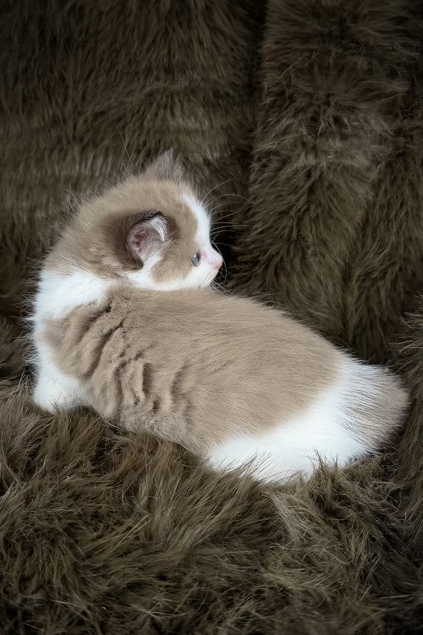Manacotti | Cherubim Ragdoll Kitten