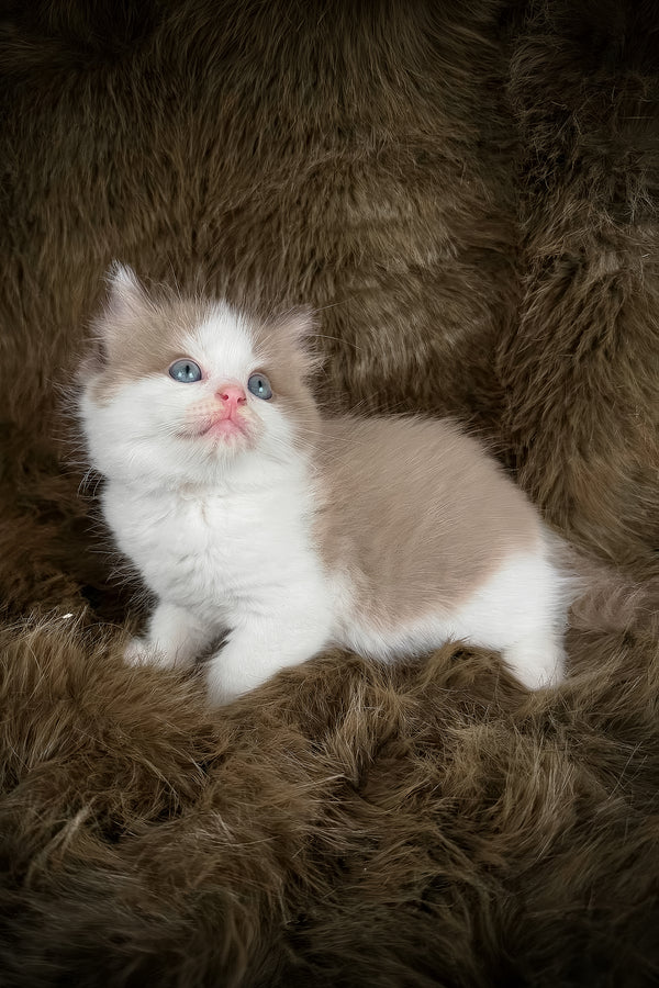 Manacotti | Cherubim Ragdoll Kitten