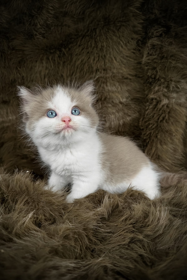 Manacotti | Cherubim Ragdoll Kitten