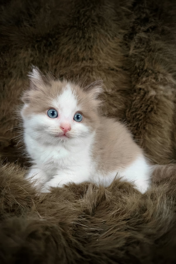 Manacotti | Cherubim Ragdoll Kitten