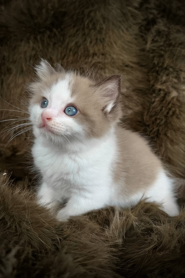 Manacotti | Cherubim Ragdoll Kitten