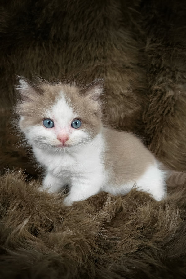 Manacotti | Cherubim Ragdoll Kitten