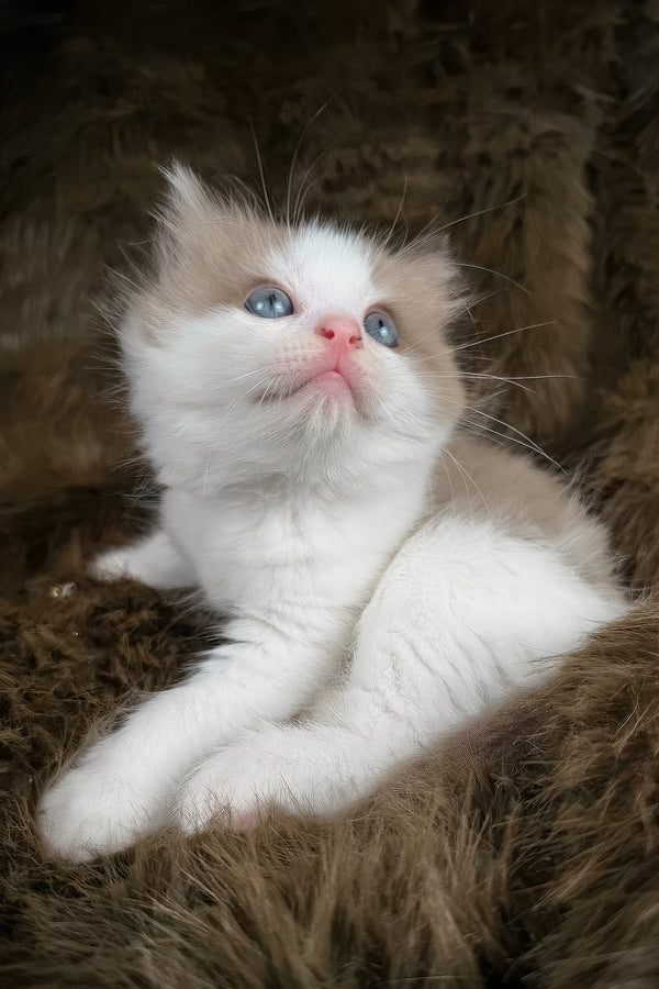 Manacotti | Cherubim Ragdoll Kitten