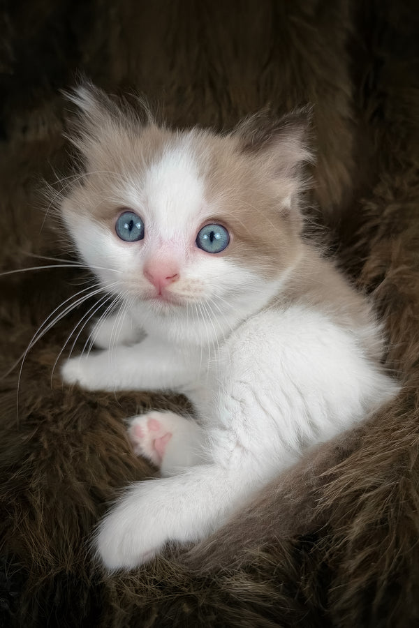 Manacotti | Cherubim Ragdoll Kitten