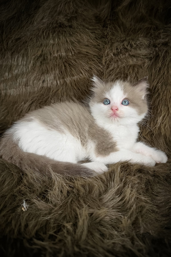 Manacotti | Cherubim Ragdoll Kitten