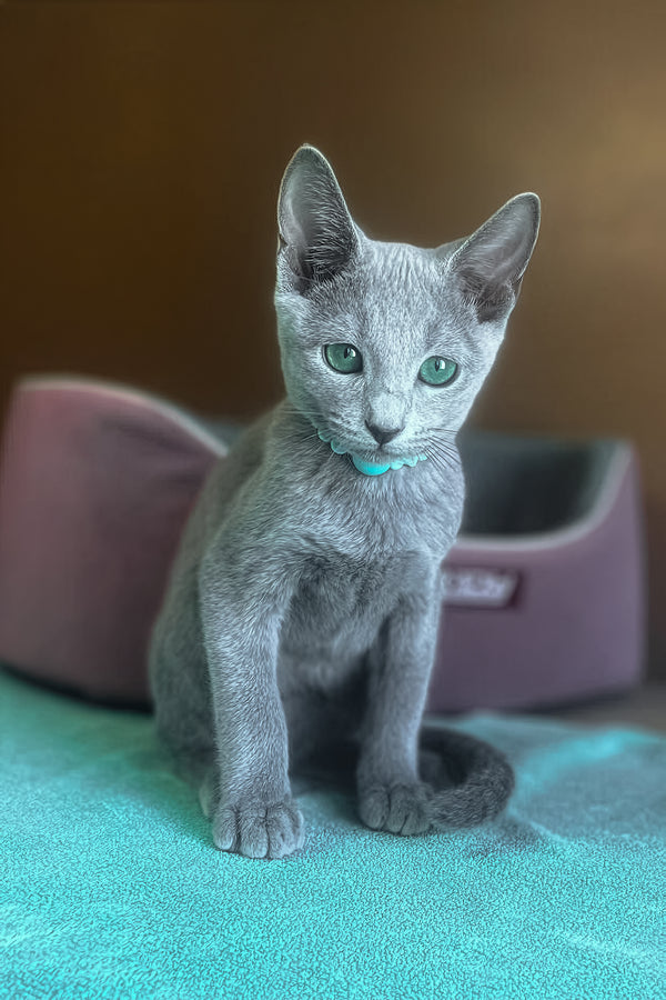 Mara | Russian Blue Kitten
