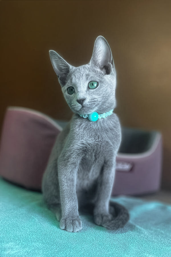 Mara | Russian Blue Kitten