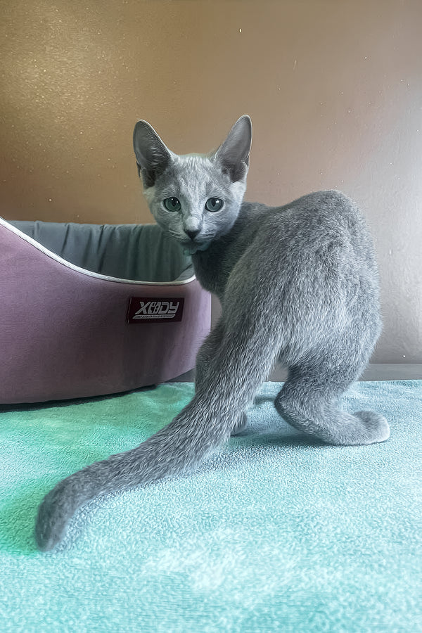 Mara | Russian Blue Kitten