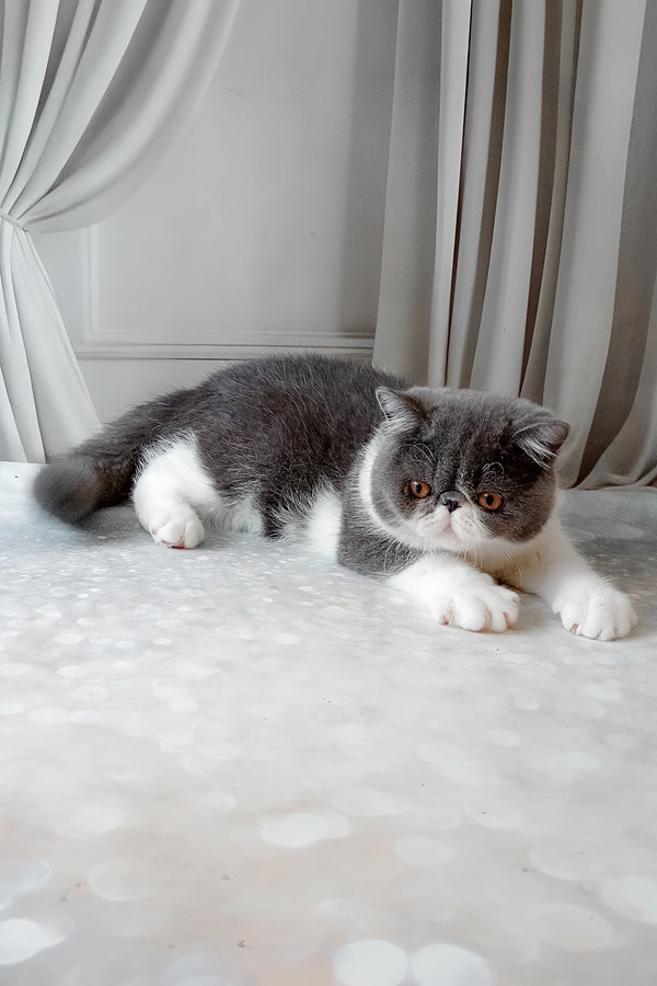 Marsel | Exotic Shorthair Kitten