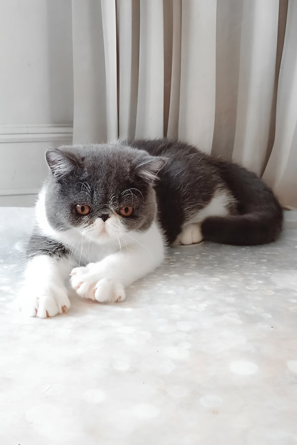 Marsel | Exotic Shorthair Kitten