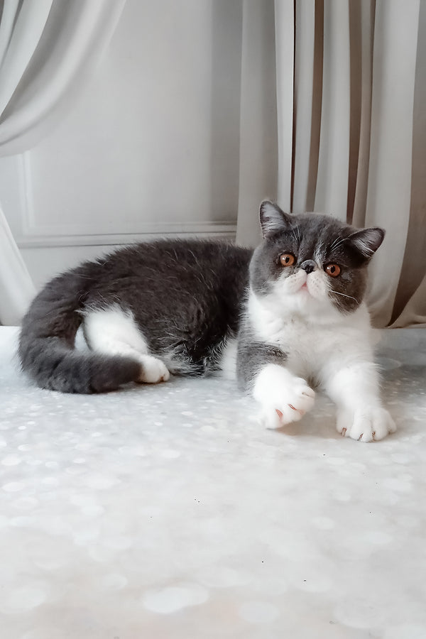 Marsel | Exotic Shorthair Kitten