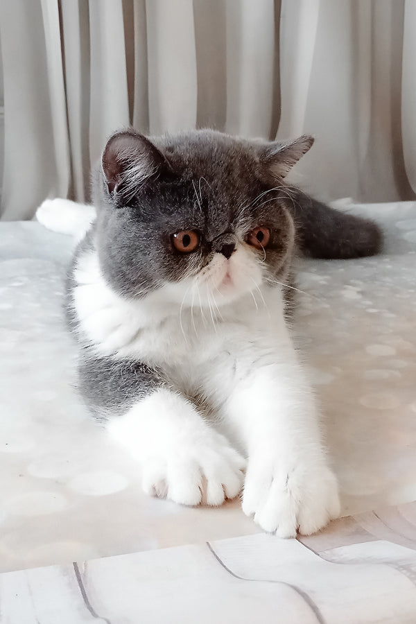 Marsel | Exotic Shorthair Kitten