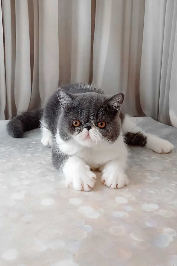 Marsel | Exotic Shorthair Kitten