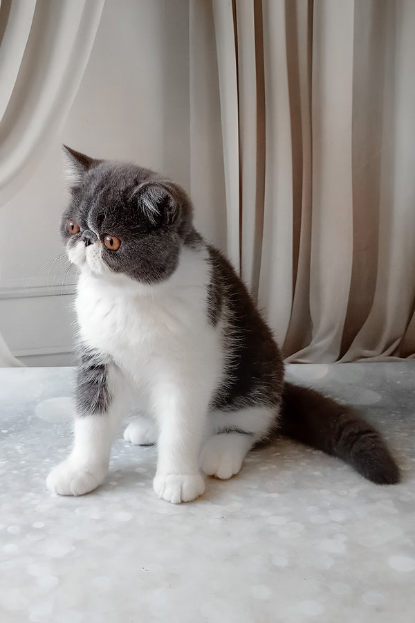 Marsel | Exotic Shorthair Kitten