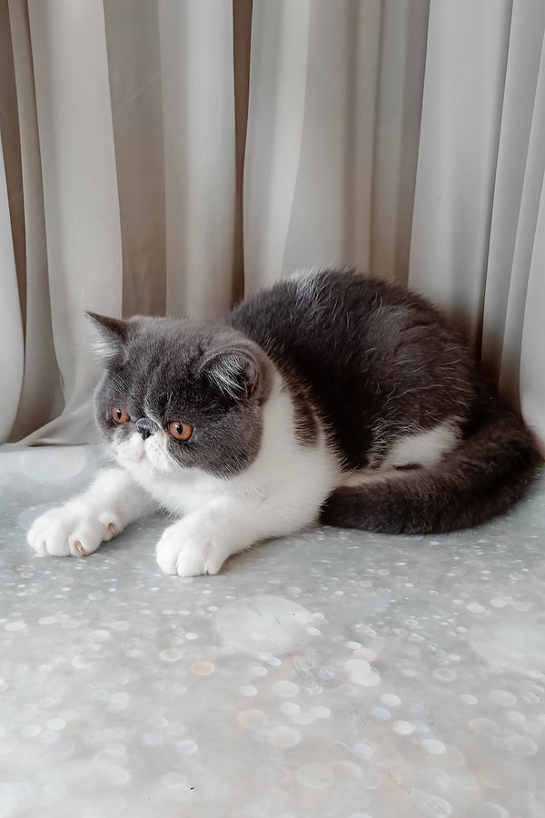Marsel | Exotic Shorthair Kitten