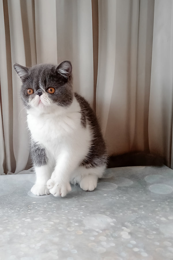 Marsel | Exotic Shorthair Kitten