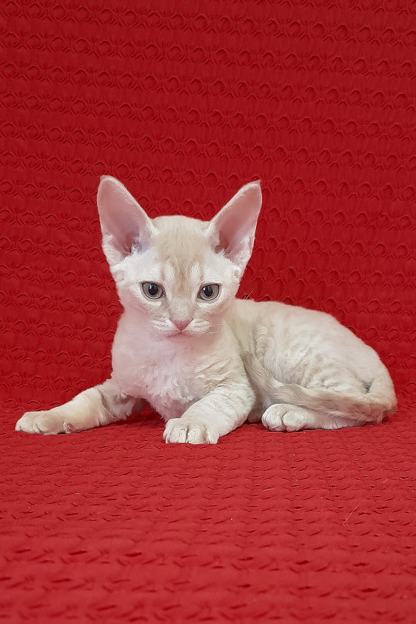 Marci | Devon Rex Kitten