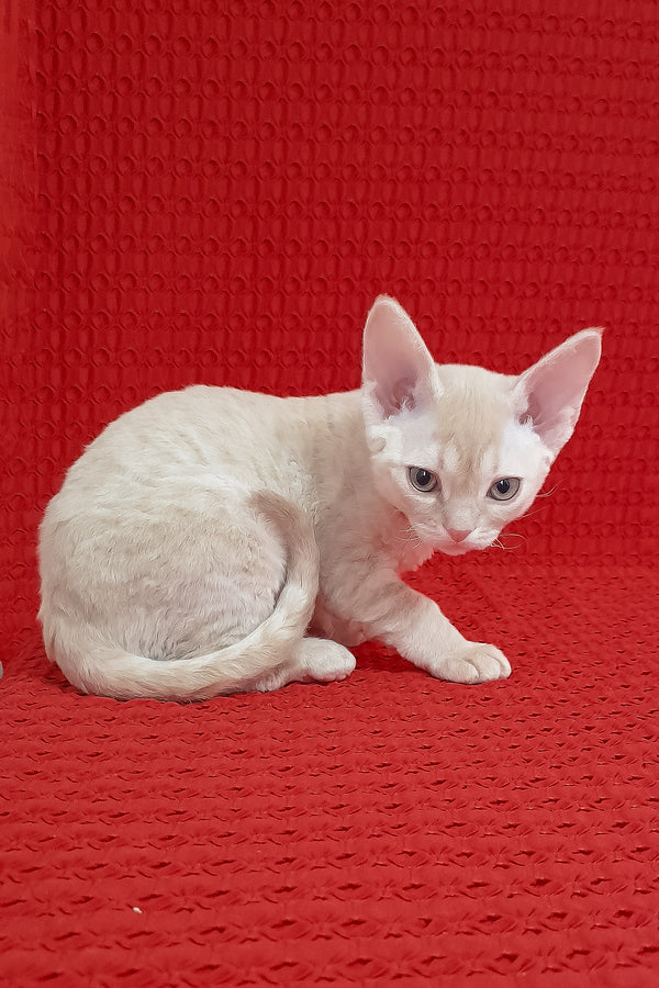 Marci | Devon Rex Kitten