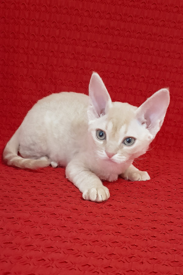 Marci | Devon Rex Kitten