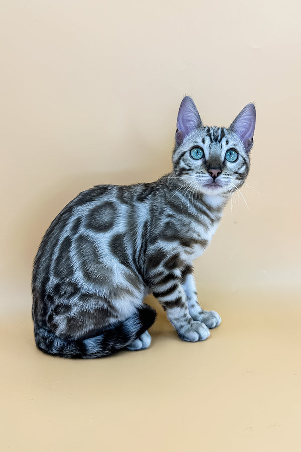 Marcus | Bengal Kitten