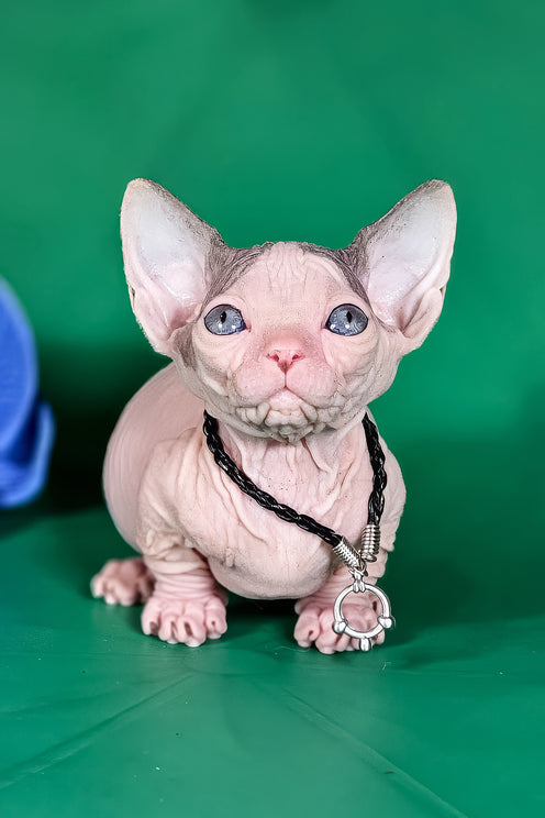 Marcus | Bambino Sphynx Kitten