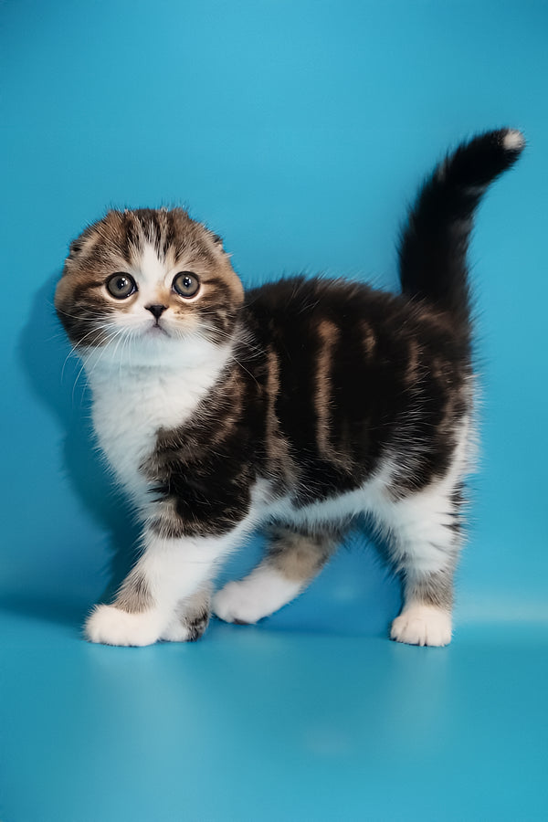Marcus | Scottish Fold Kitten