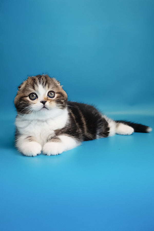 Marcus | Scottish Fold Kitten