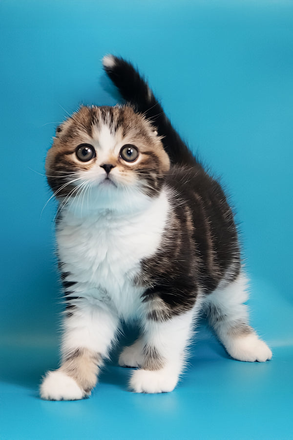 Marcus | Scottish Fold Kitten