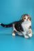 Marcus | Scottish Fold Kitten