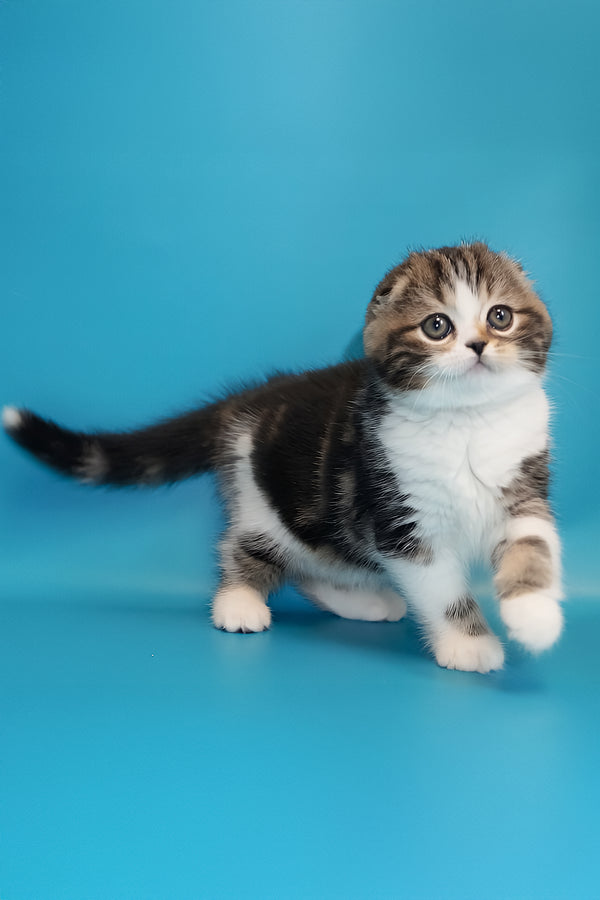 Marcus | Scottish Fold Kitten