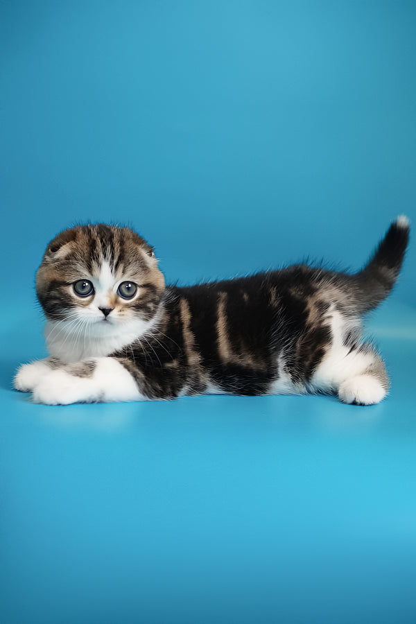 Marcus | Scottish Fold Kitten
