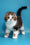 Marcus | Scottish Fold Kitten