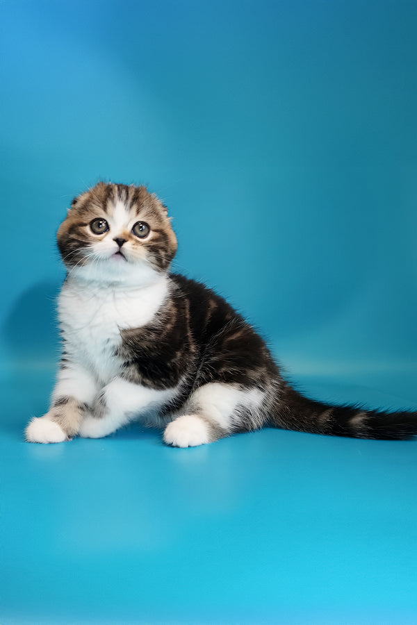 Marcus | Scottish Fold Kitten