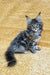 Marelin | Maine Coon Kitten