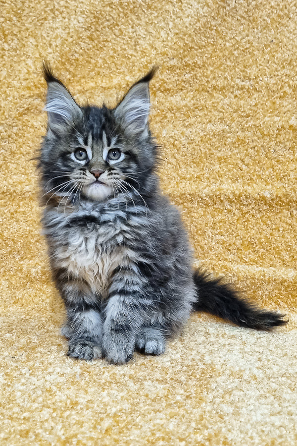 Marelin | Maine Coon Kitten