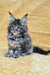 Marelin | Maine Coon Kitten