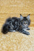 Marelin | Maine Coon Kitten